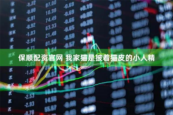 保顺配资官网 我家猫是披着猫皮的小人精